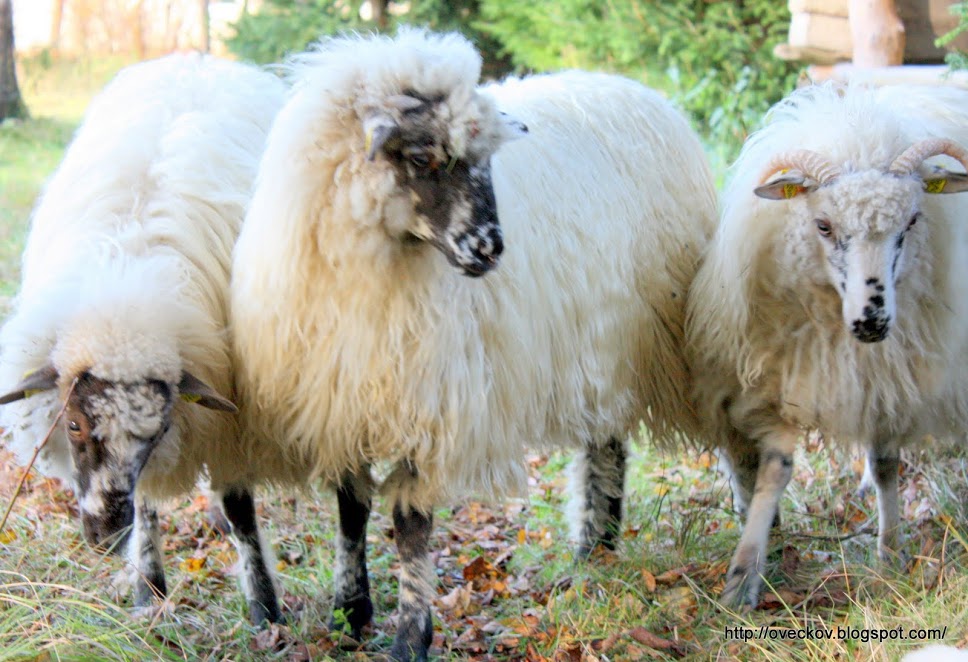 Na začátku byla „vovec“